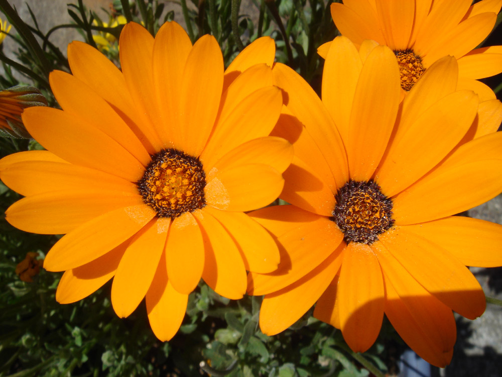 A Orange Flower
