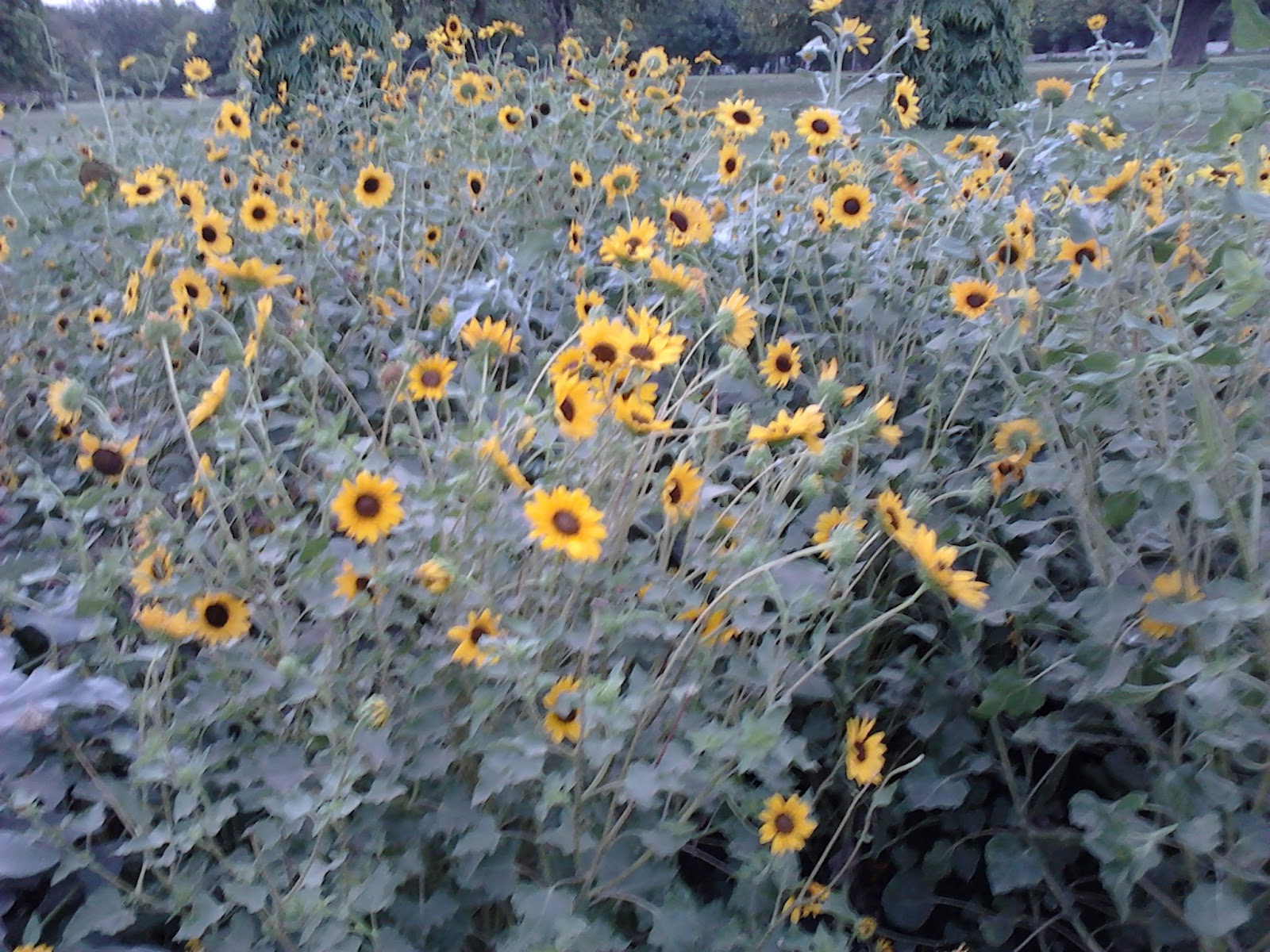 sunflower buddhist singles Roadtrip b u r d e t t e r o a d b r a d l e y b l v d s e v e n l o c k s r d 270 190 270 495 495 190 190 at rt reno towe , the castl (buddhist shrines. sunflower buddhist singles Roadtrip b u r d e t t e r o a d b r a d l e y b l v d s e v e n l o c k s r d 270 190 270 495 495 190 190 at rt reno towe , the castl (buddhist shrines.