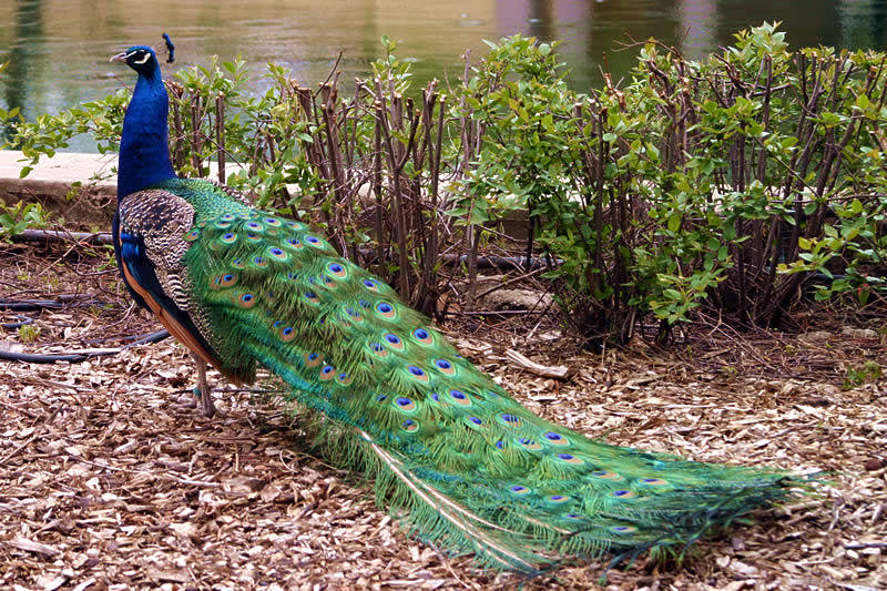 Peacock National Bird Basic Facts & Information Beauty Of Bird