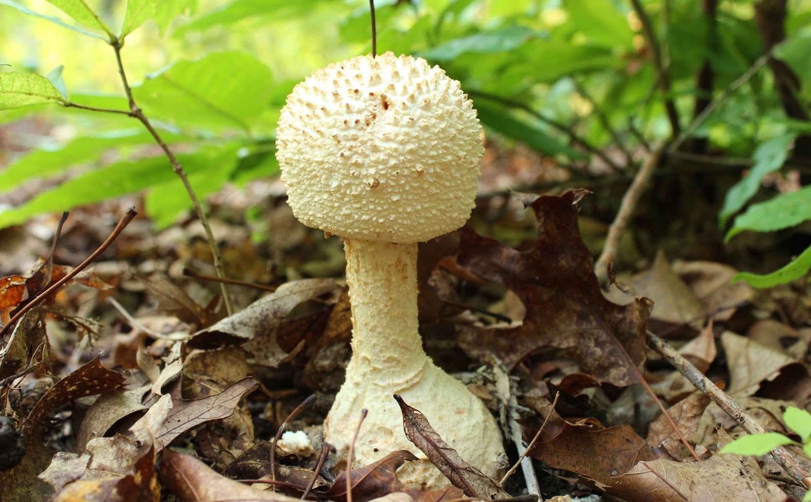 At the Butterfly Ball Mushrooms and Acorns