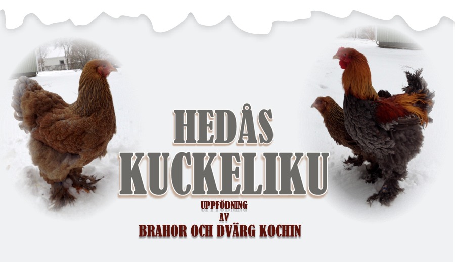 Hedås Kuckeliku