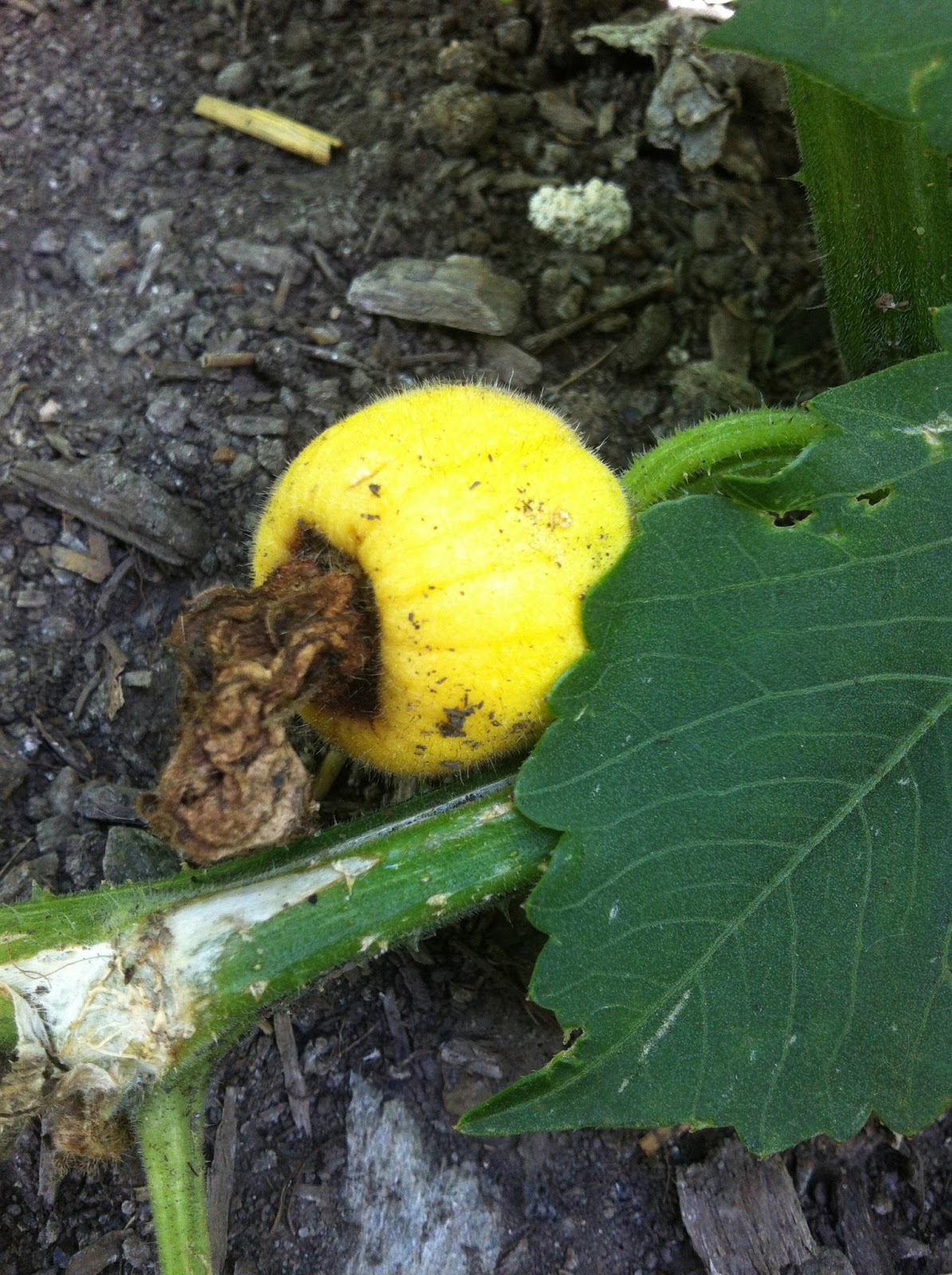 Crazy Suburban Gardener Rotten squash!