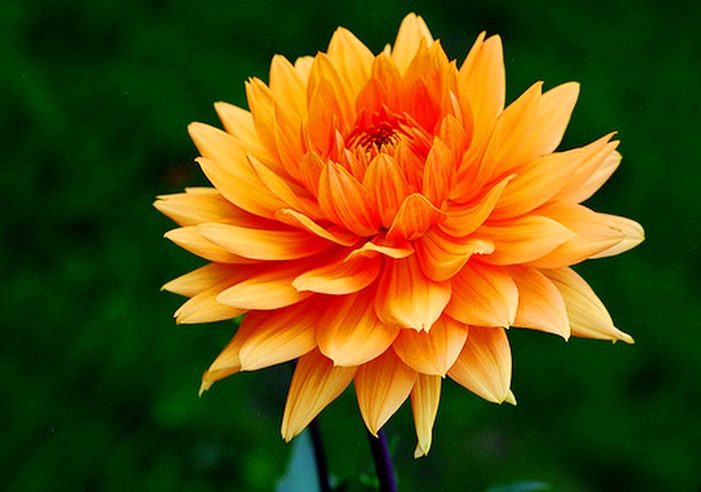 FLOR OLEO flor oleo: