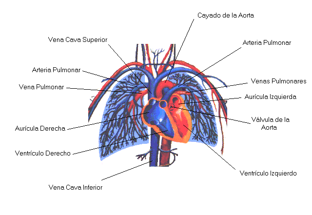 Circulacion Pulmonar Y General Del Cuerpo