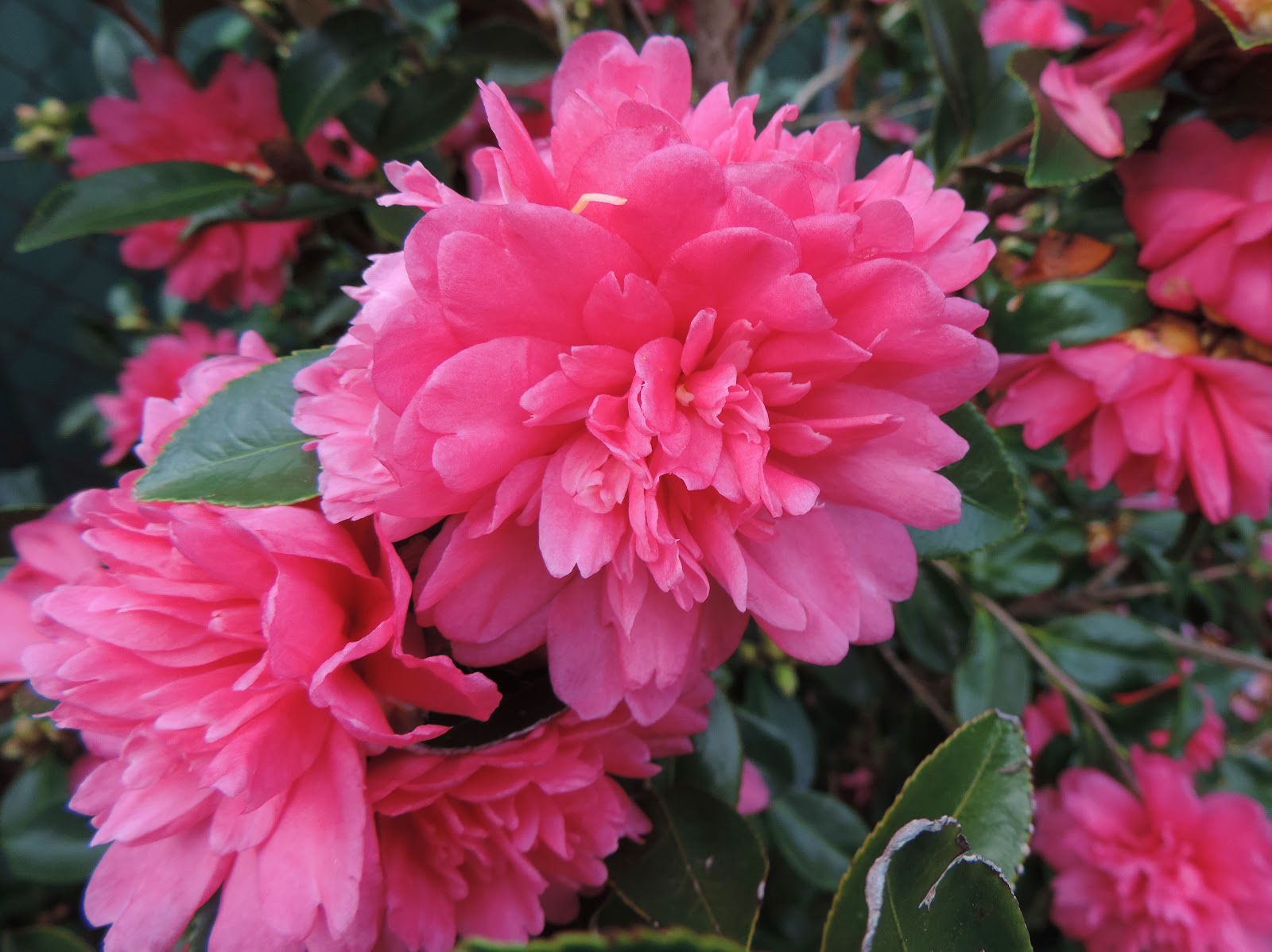 Bloomfield Cottage, it's a lifestyle Camellia Hedge just beautiful