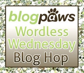 Wordless Wednesday With BlogPaws