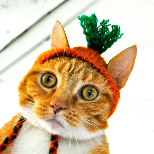 Carrot Cat