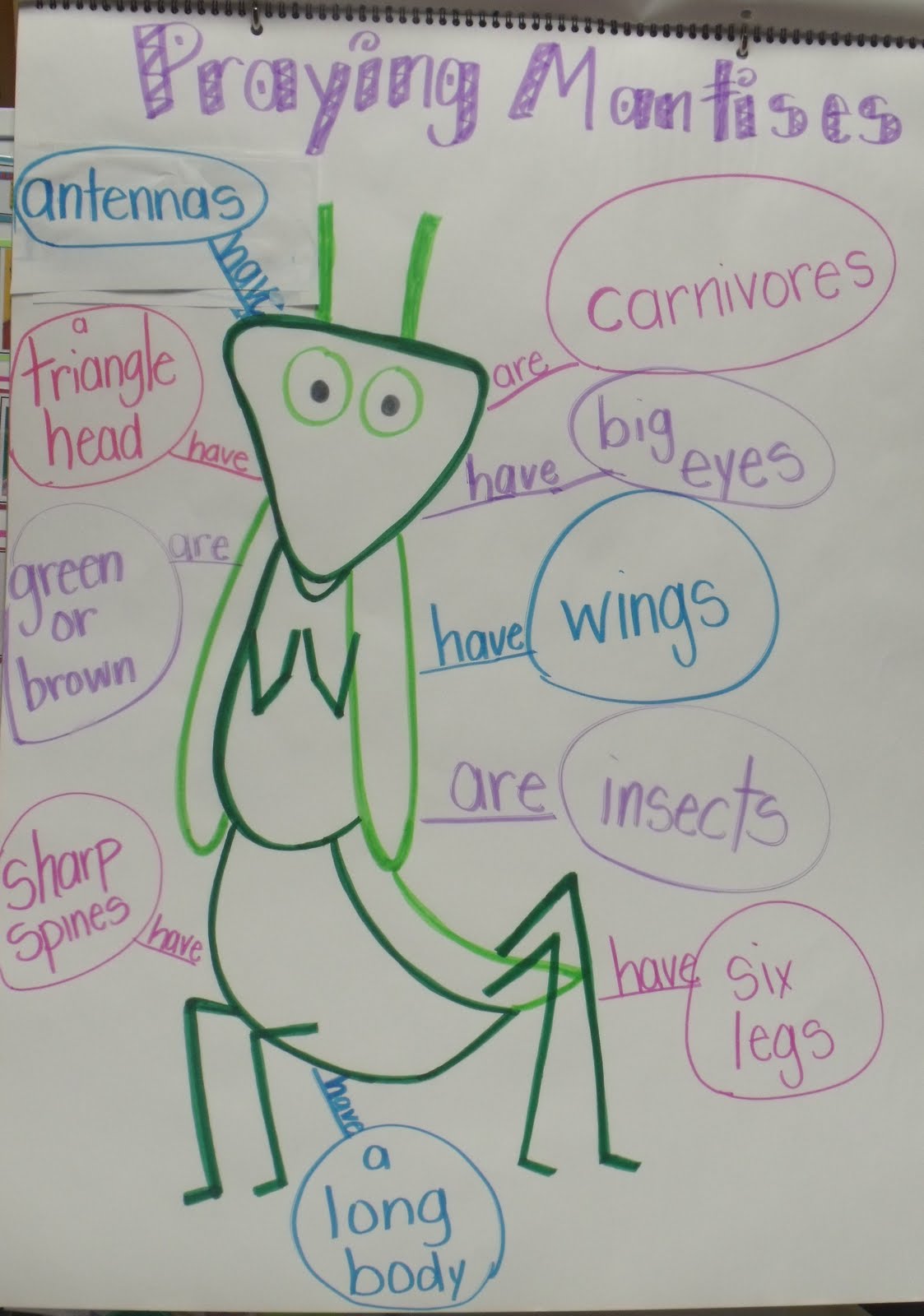 What is the life span of a praying mantis?