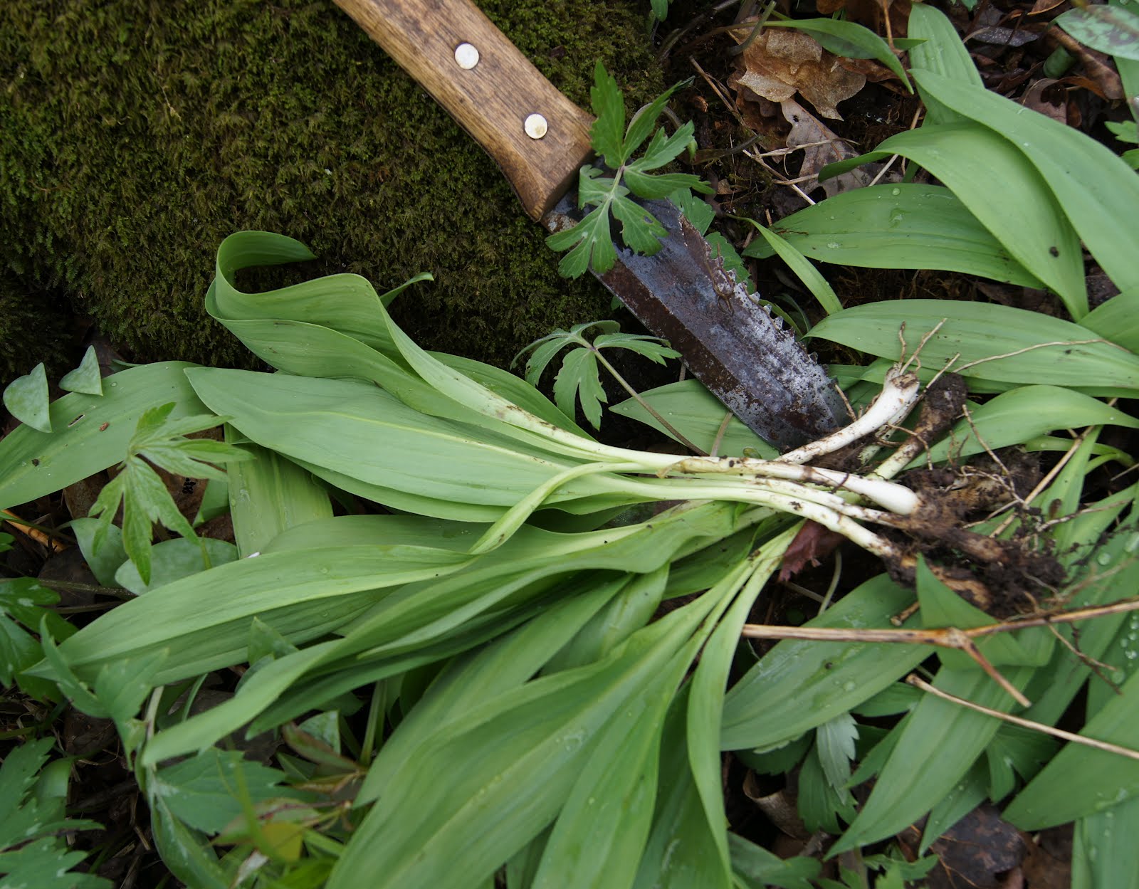 Trout Caviar Field Report In Ramp Woods