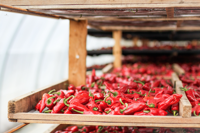 slow life,piments,espelette,pays basque,souraïde,vaches,healthy life,healthy food,l'équilibre est dans le pré