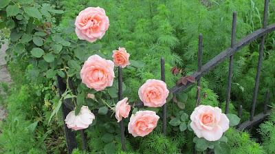 a rose by any other name...