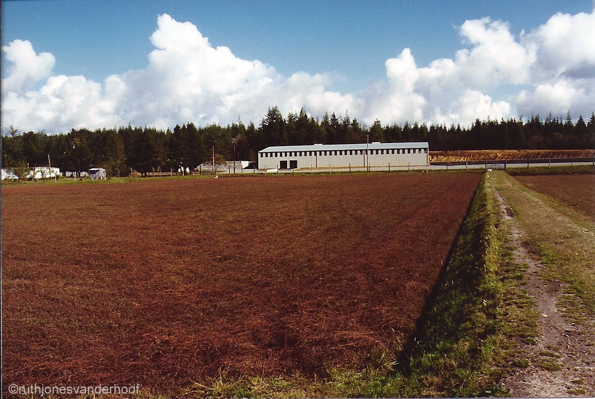 Photos Taken by Ruth Jones Vanderhoof. (My Mother) Cranberry Bogs