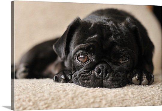 facts about pugs dogs pug facts and pictures all wildlife photographs facts about pugs dogs pug facts and pictures all wildlife photographs