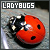 I like ladybugs