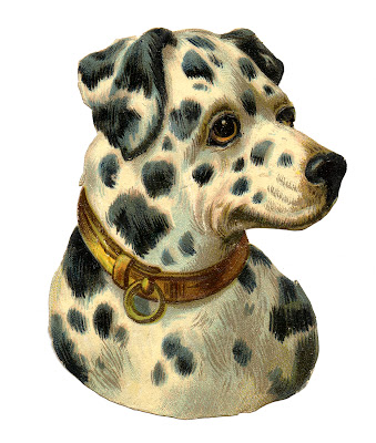 Free Image Dog Dalmation