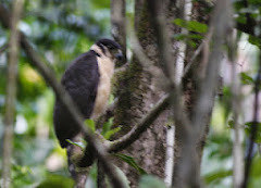 COLLARED FOREST FALCON