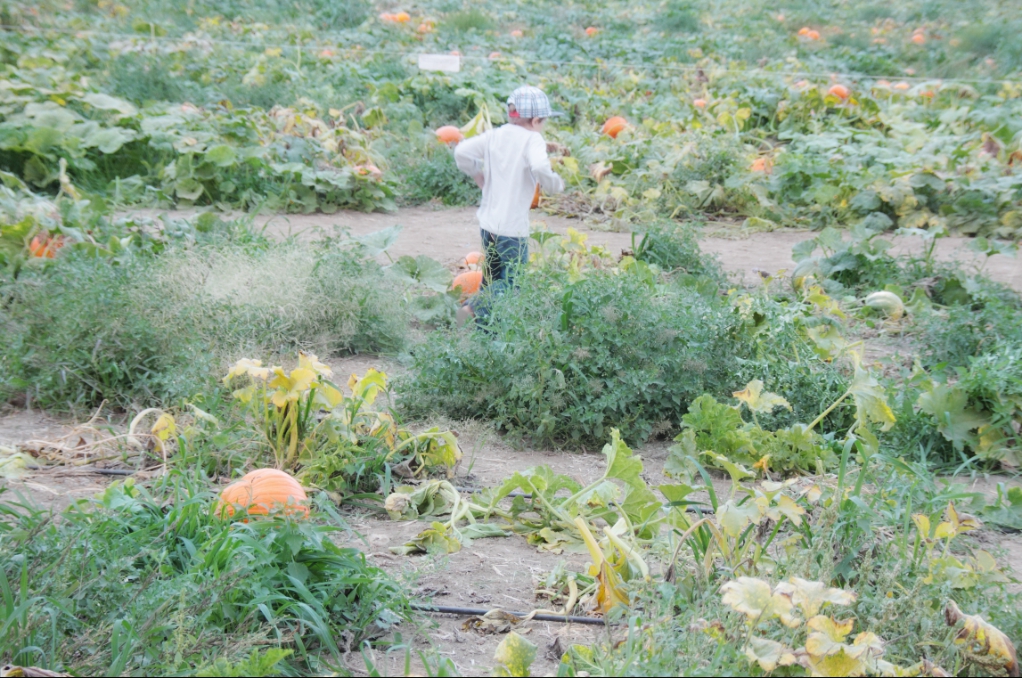 Ford Family Photos Pumpkin Patch Kids Live Oak Canyon Pumpkin Patch