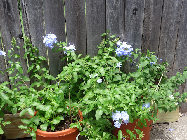 Plumbago in pots