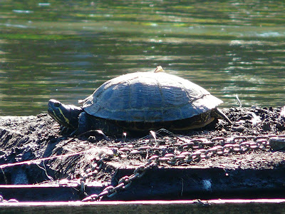 Red Eared Terapin, Greenbank Park