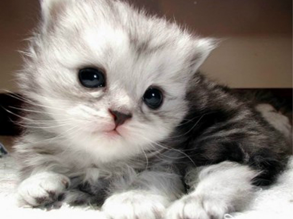 IMAGENES DE GATOS TIERNOS imagenes de gatos tiernos: