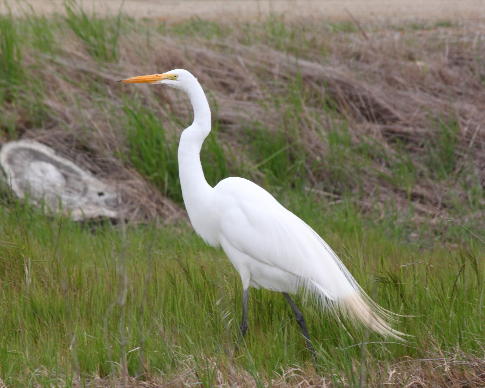 Richard Hikes: Sacramento River National Wildlife Refuge