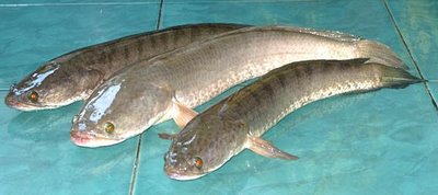 http://4.bp.blogspot.com/-63y4u5sAqqI/T0mmam66m9I/AAAAAAAAAfg/kfReEoq2k5w/s1600/ikan+gabus+kutuk+haruan+toman+dan+khasiat+dagingnya.jpg