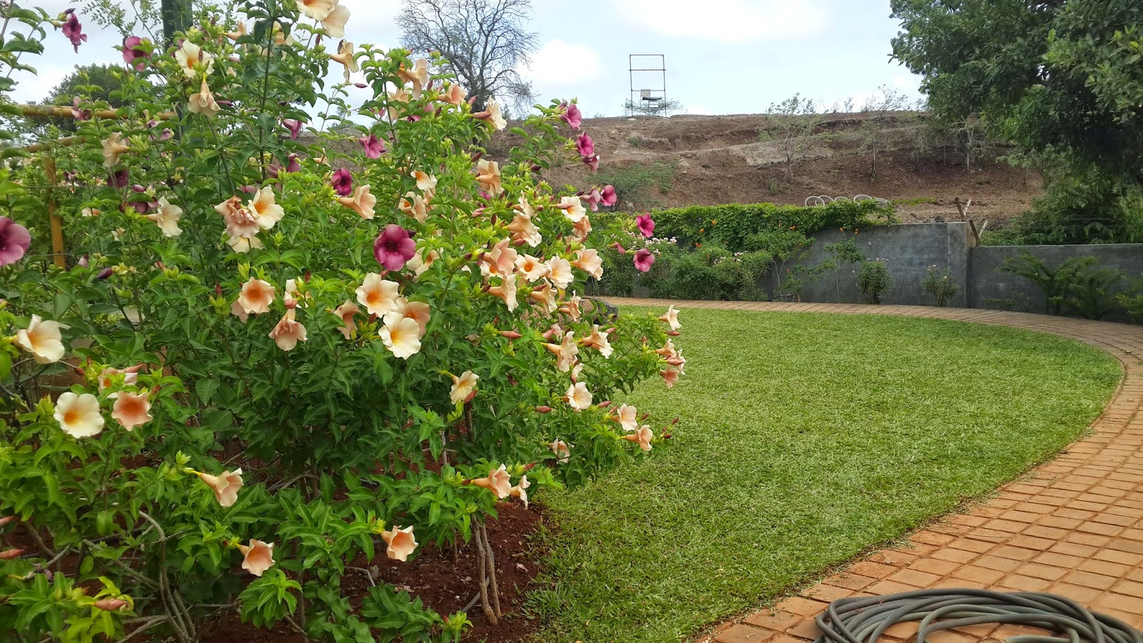 LAVISH GARDENS