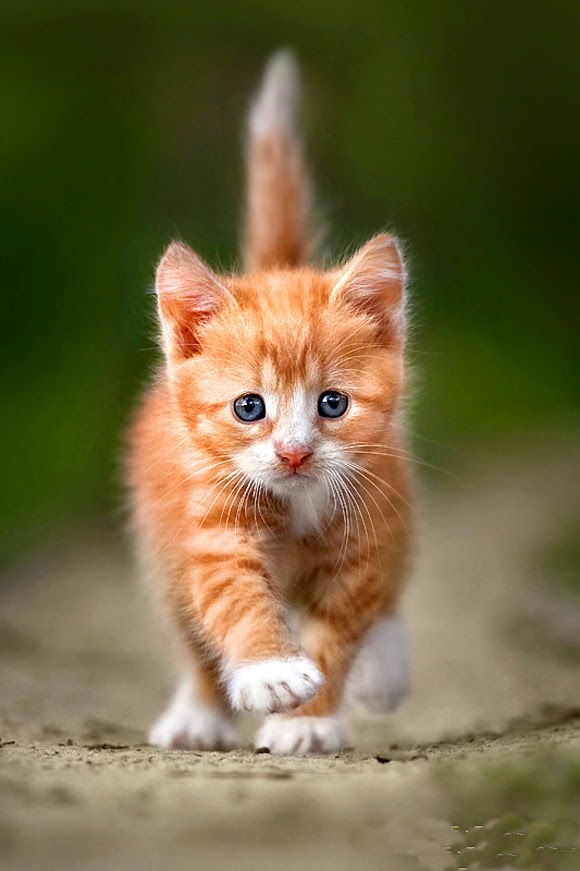  Top 5 Cute Cats Make Your Life Happier