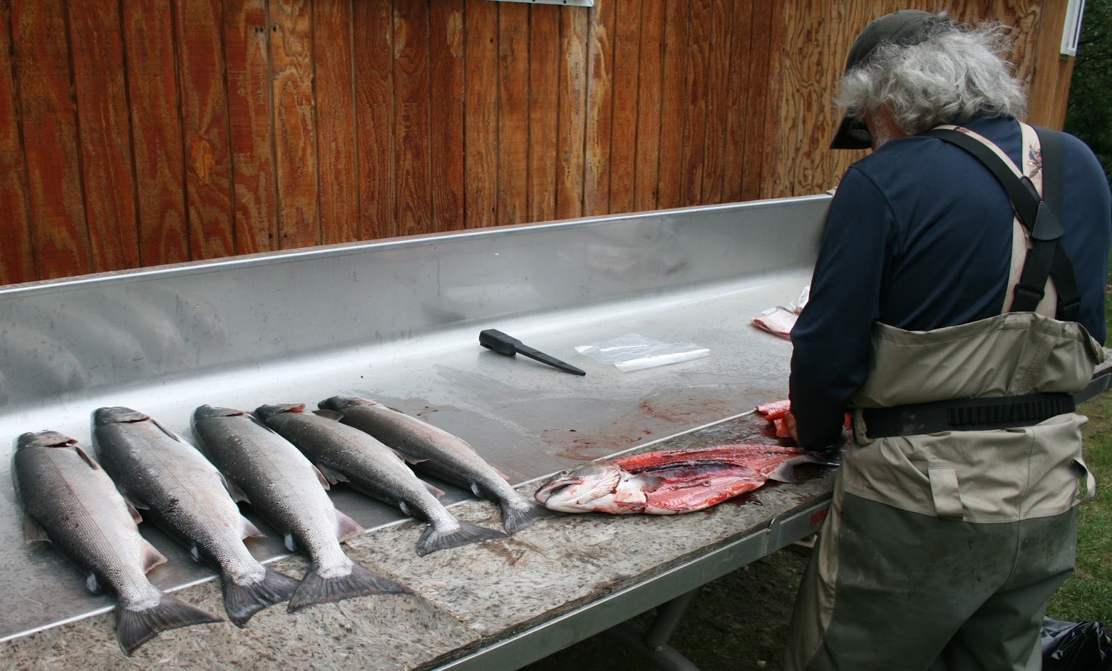 Alaska Fly Tyer The Salmon and Aniak Rivers August 2013