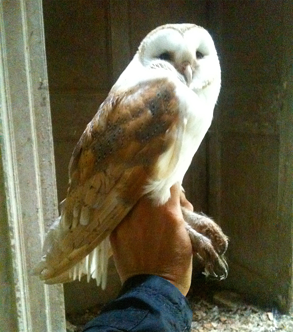 duhallow raptor conservation project how long does a barn duhallow raptor conservation project how long does a barn
