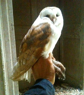 duhallow raptor conservation project how long does a barn duhallow raptor conservation project how long does a barn