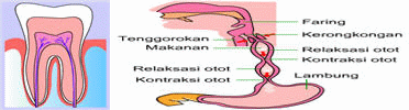 more info 4 all learning media, materi, pencernaan, organ pencernaan, about biology