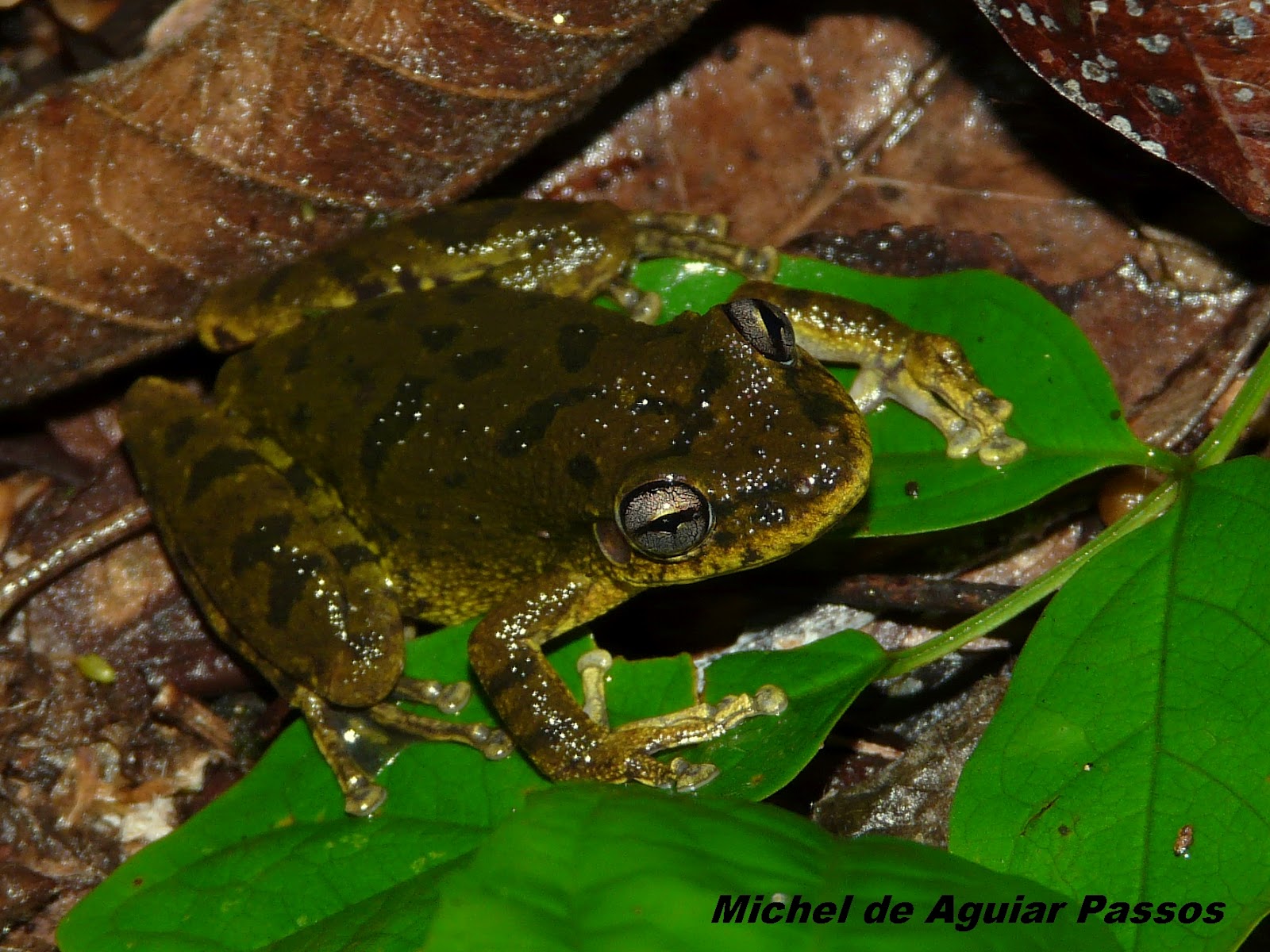 Herpetolife (Inicio) Scinax fuscovarius (A. Lutz, 1925).