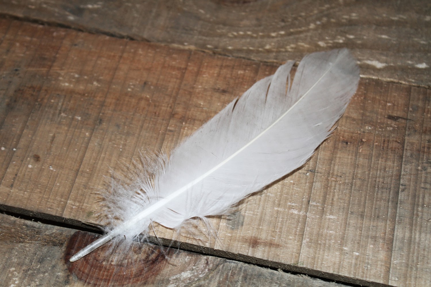 Quill for writing image