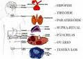 SISTEMA ENDÓCRINO