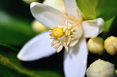 FLOR DE TARONGER.