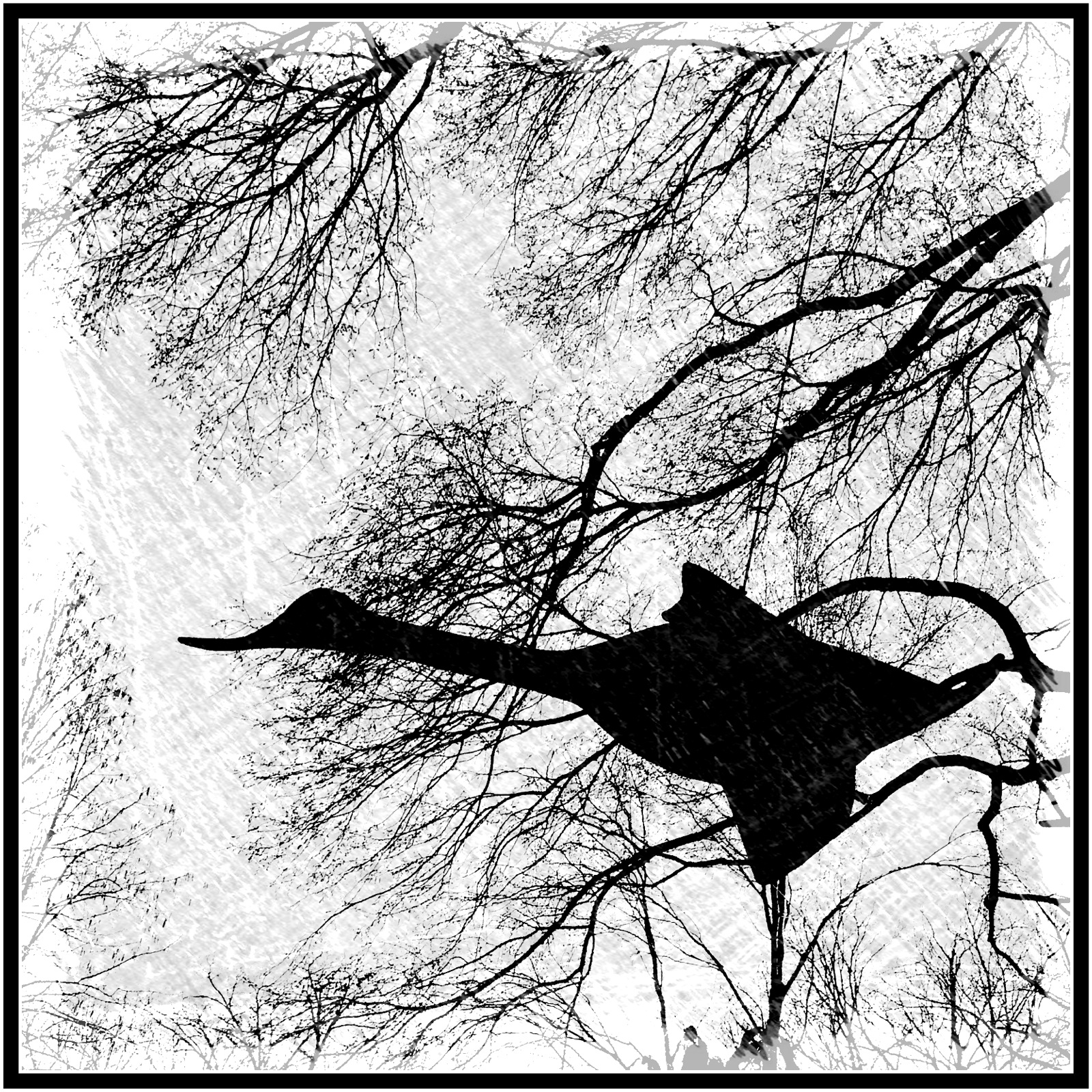 Scott Collins iPhoneography Which way is the wind blowing today?