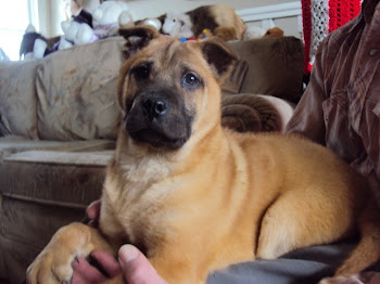 ARBA Thai Ridgeback Puppy (Rare Breed from Thailand)