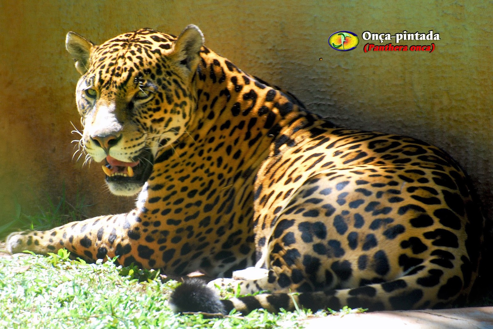 Zoologia: Onça-pintada (Panthera onca)