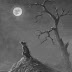Black Shuck Sightings