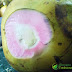 Ramuan Kelapa Hijau Sembuhkan Kencing Batu
