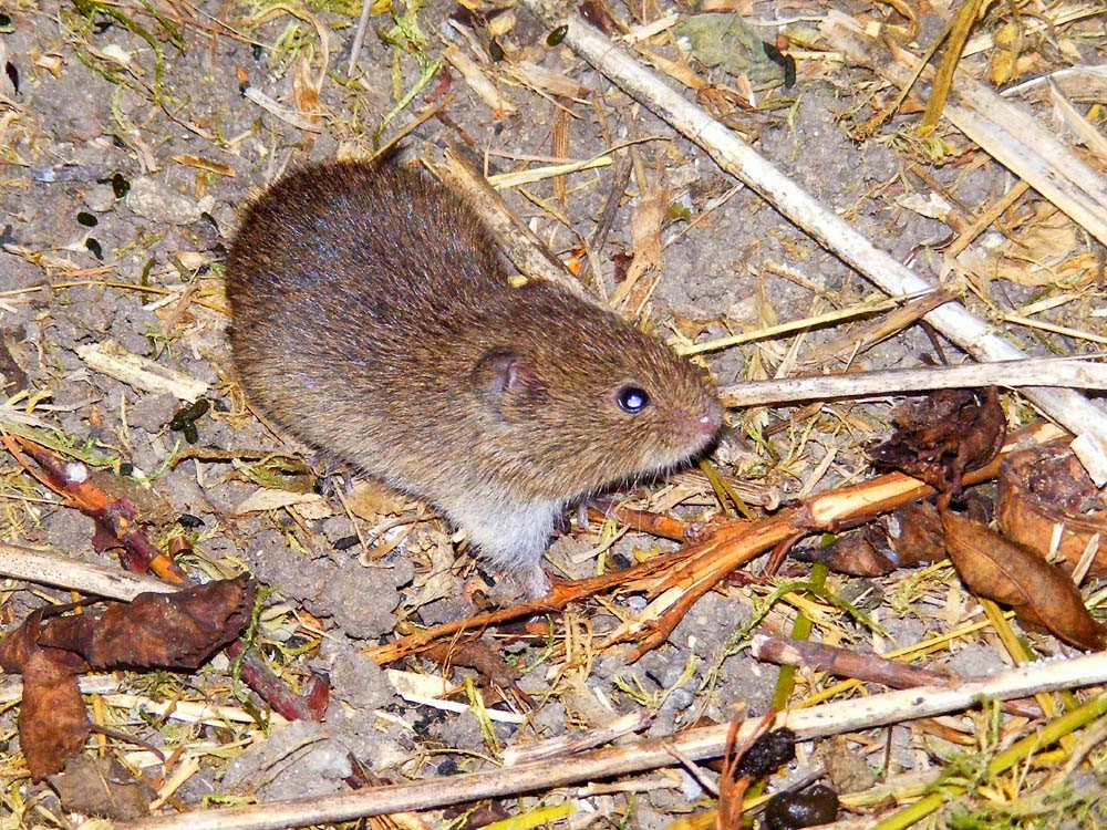 Loire Valley Nature Shorttailed Vole Microtus agrestis