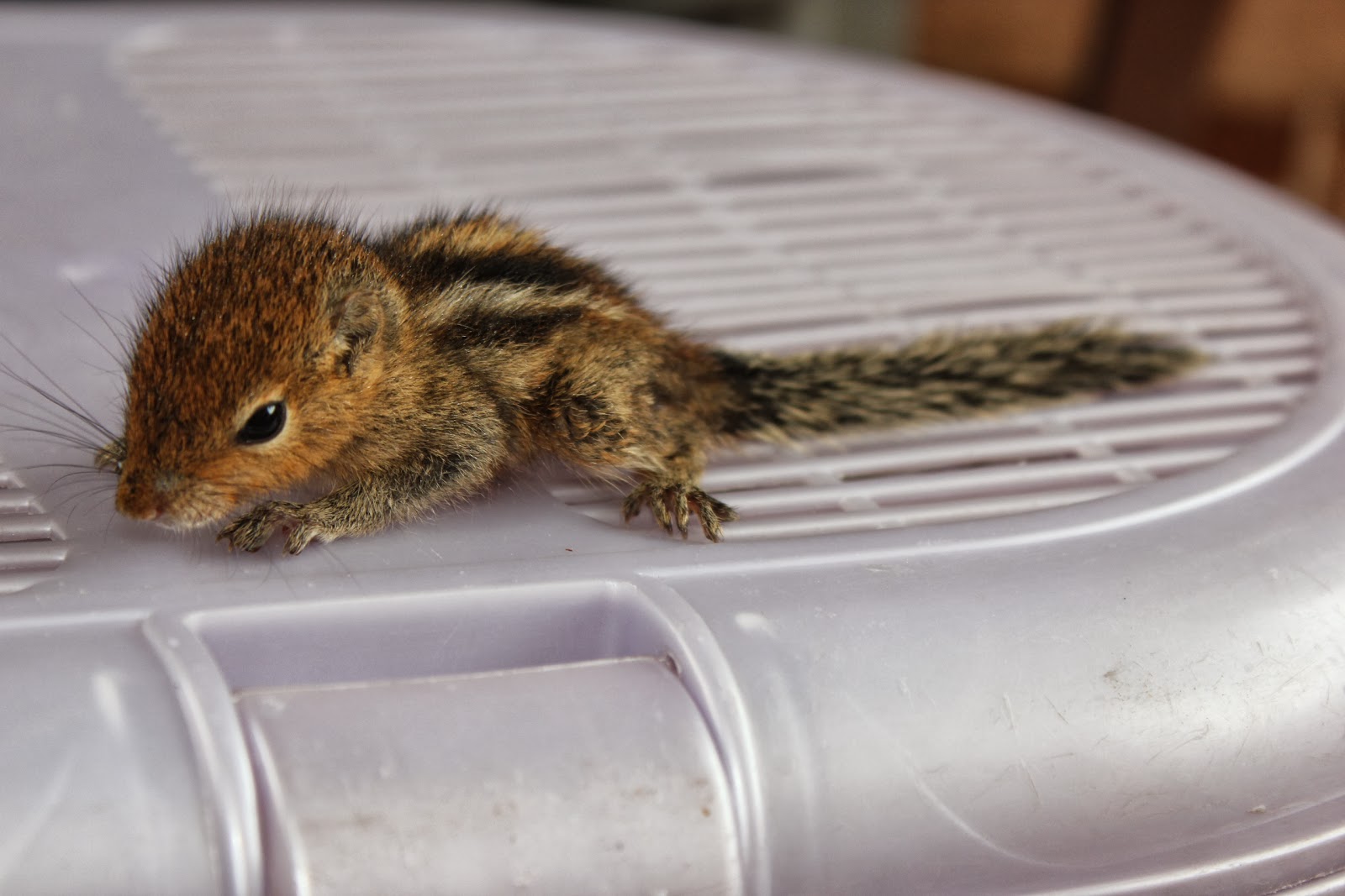 PAWSMumbai Pix Update Baby Squirrel lost their mother