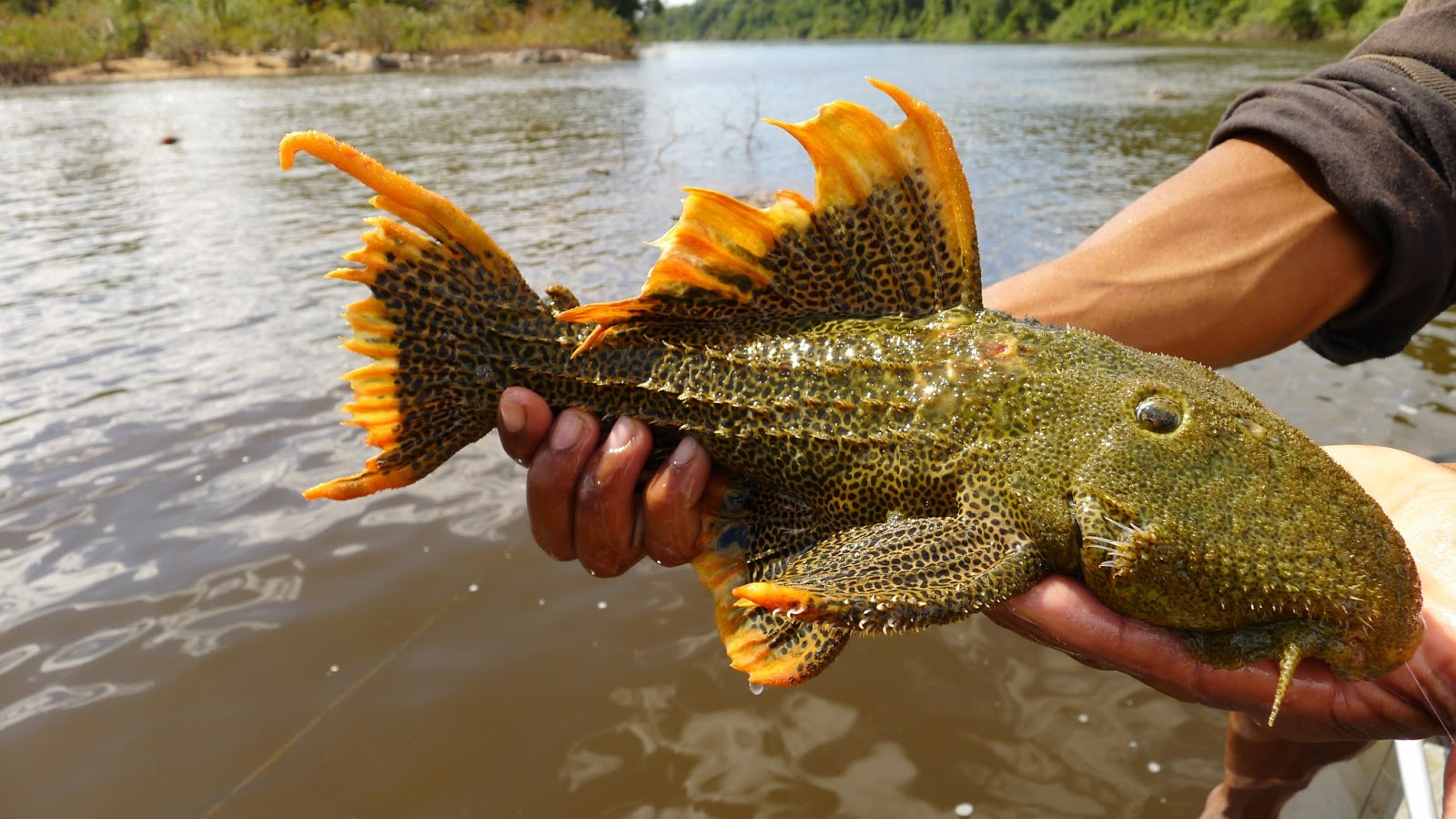 JimReedFishing Guyana