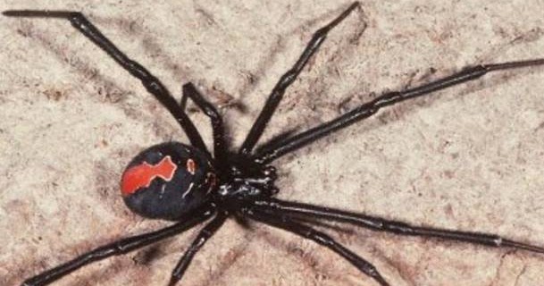 redback spider predators redback spider predators