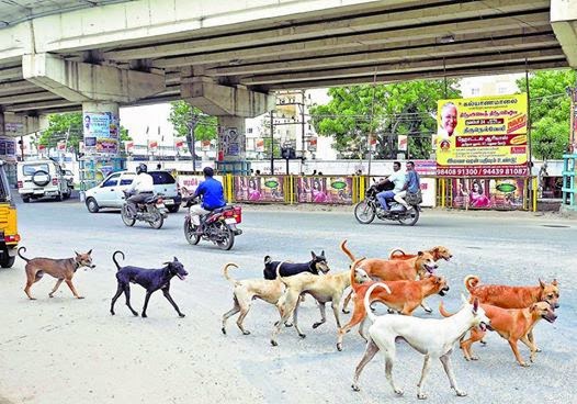 Bildergebnis für நாய் பிடி வண்டி