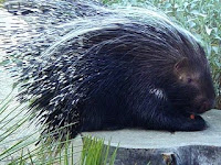 Periyar Wildlife Sanctuary
