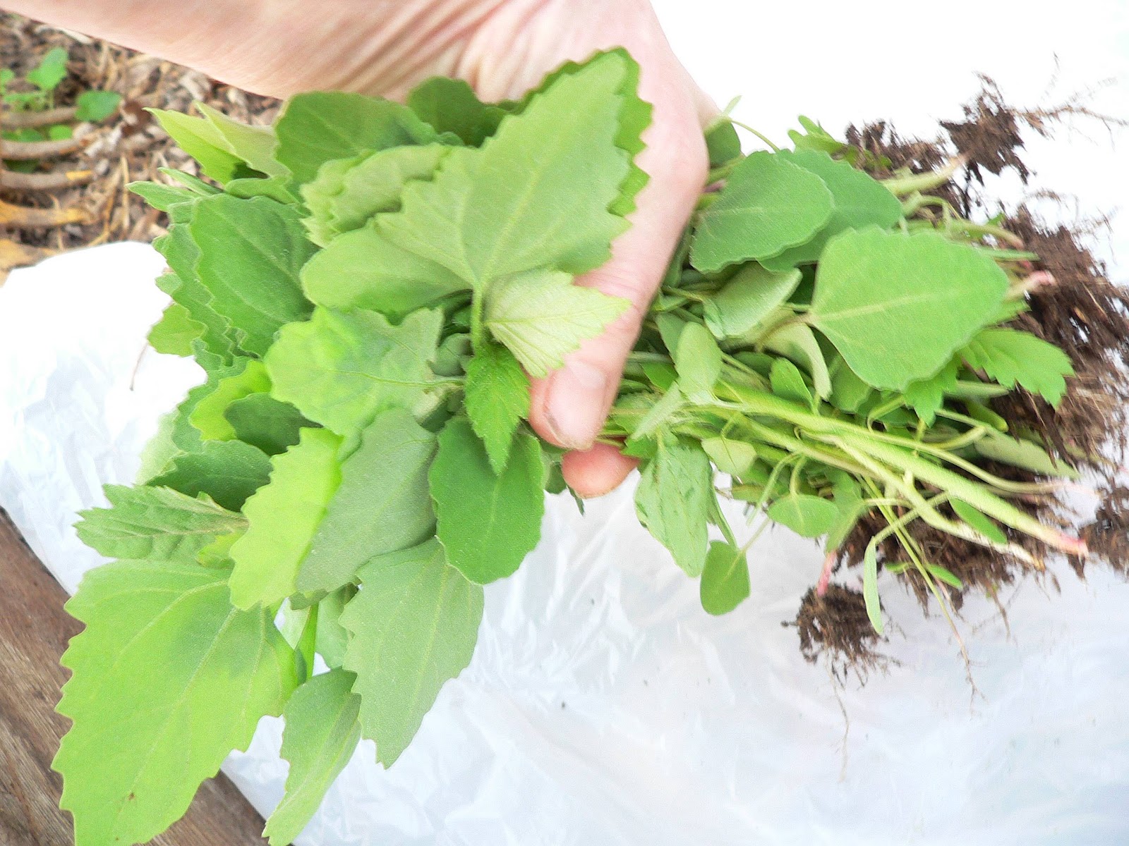 ORGANIC IN ST. LOUIS LAMB'S QUARTERS A HEALTHY CHOICE