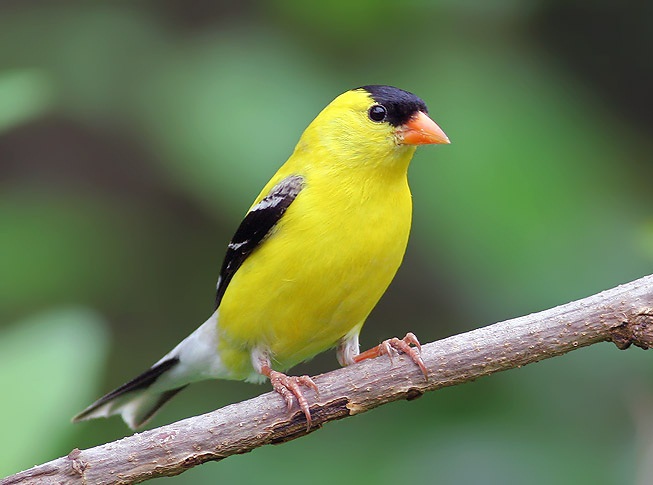 pictures of bird pictures of bird