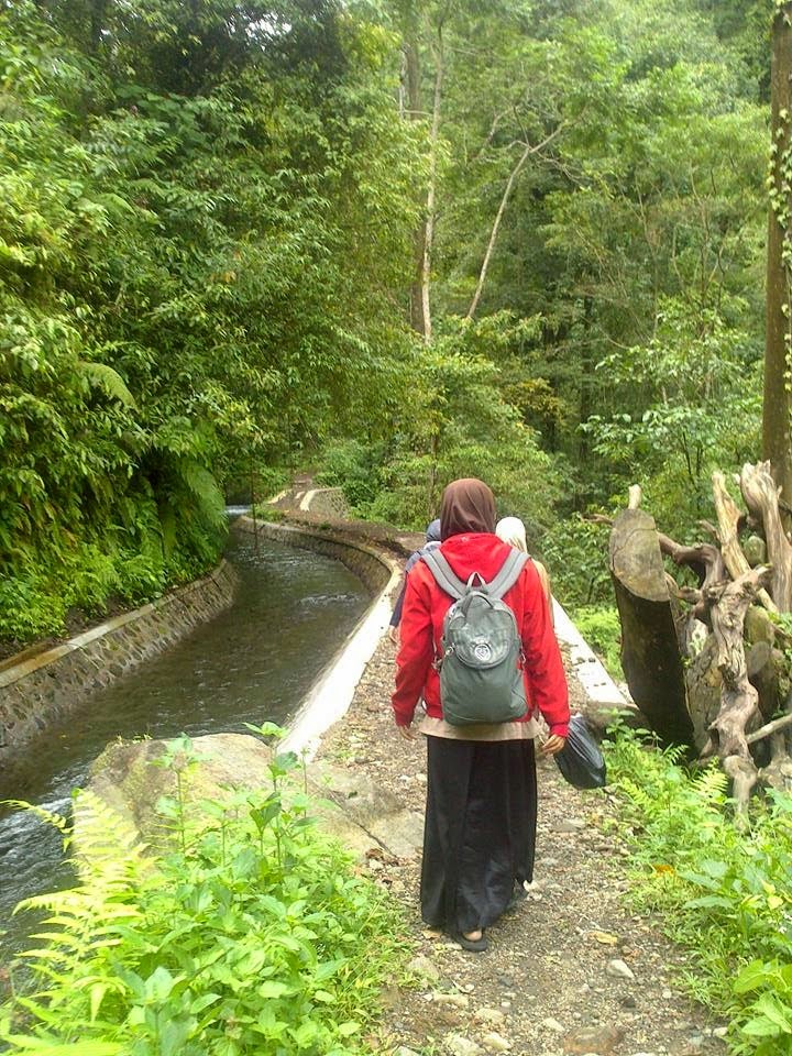 lombok forest
